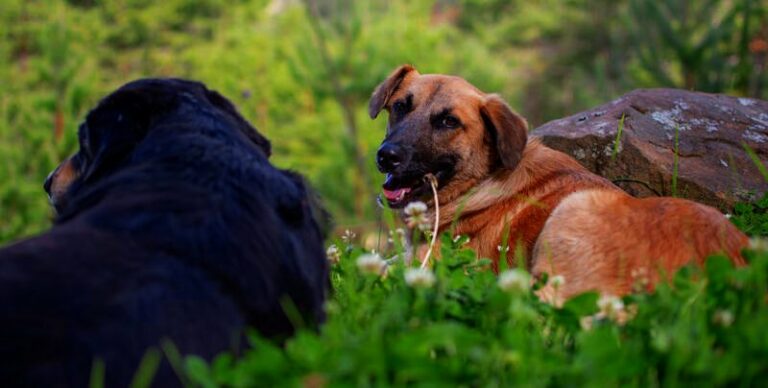 bodhi and yogi gaia sagrada b 768x388