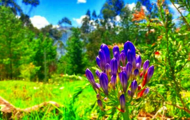 flower gaia sagrada b 768x484