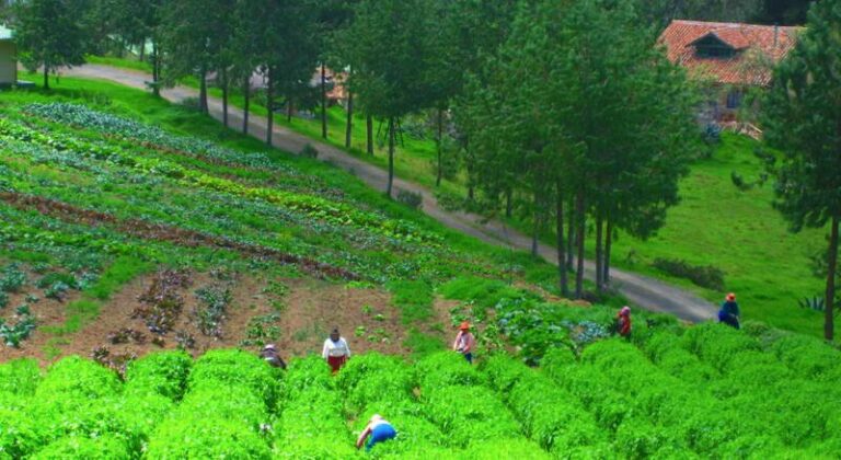 gaia sagrada garden 2b 768x420