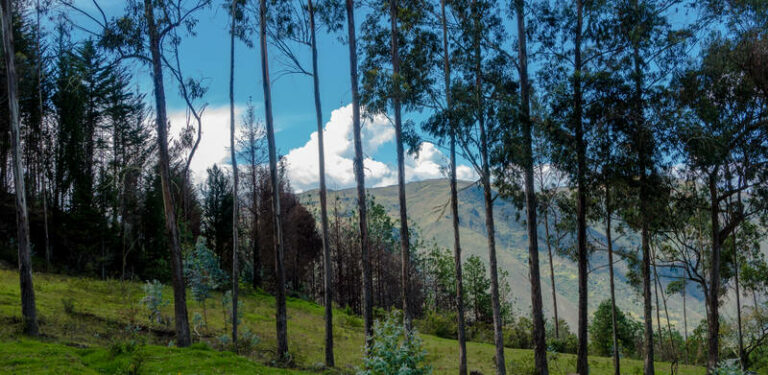 mountains trees gaia sagrada 768x375