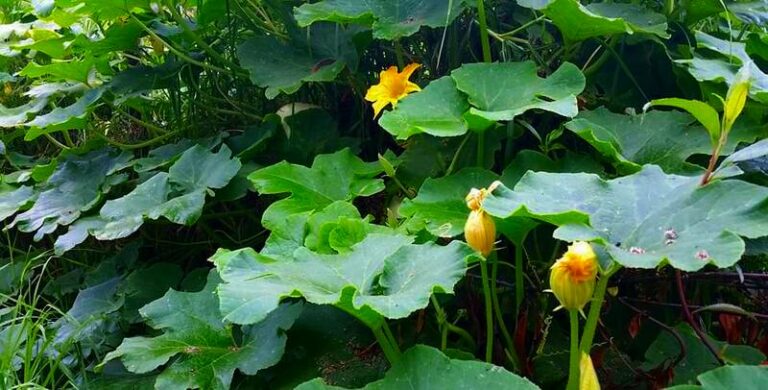 plants gaia sagrada b 768x390