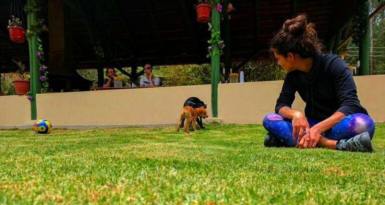 watching puppies gaia sagrada b 768x409