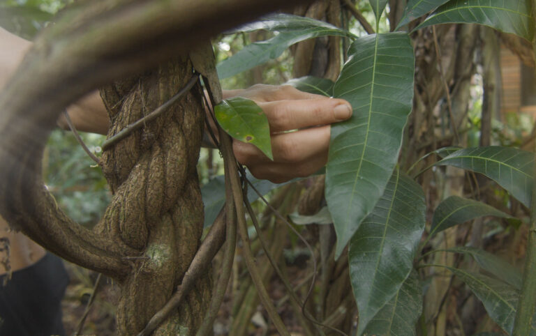 03 wanay community ayahuasca retreat center 768x482