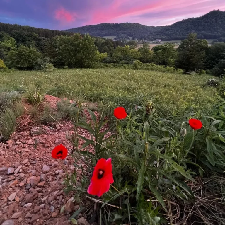 IMG 20240617 102444 844 768x768