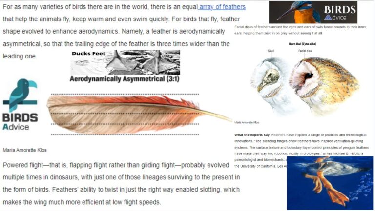 bioptronteasFrathers 768x433