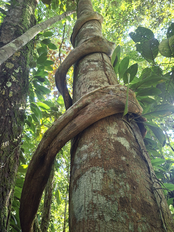 Ayaselva Ayahuasca Retreats 024