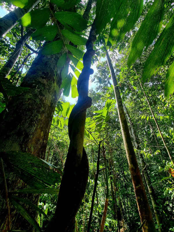 Ayaselva Ayahuasca Retreats 030
