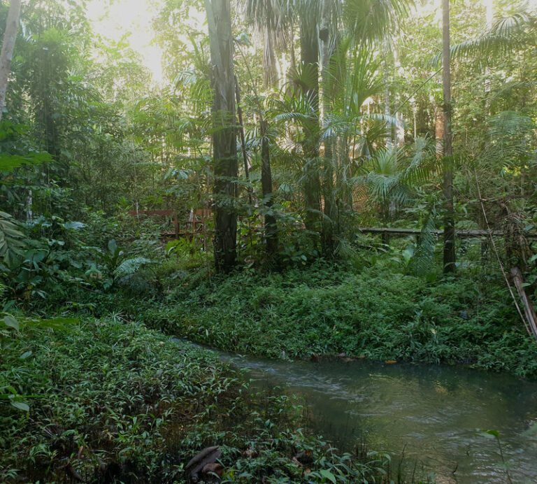 Ayaselva Ayahuasca Retreats 040 768x692