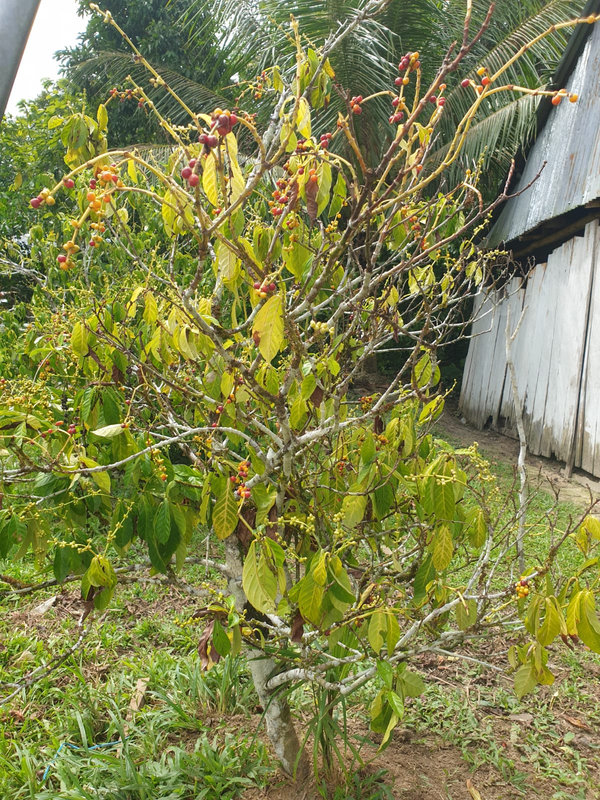 Ayaselva Ayahuasca Retreats 090
