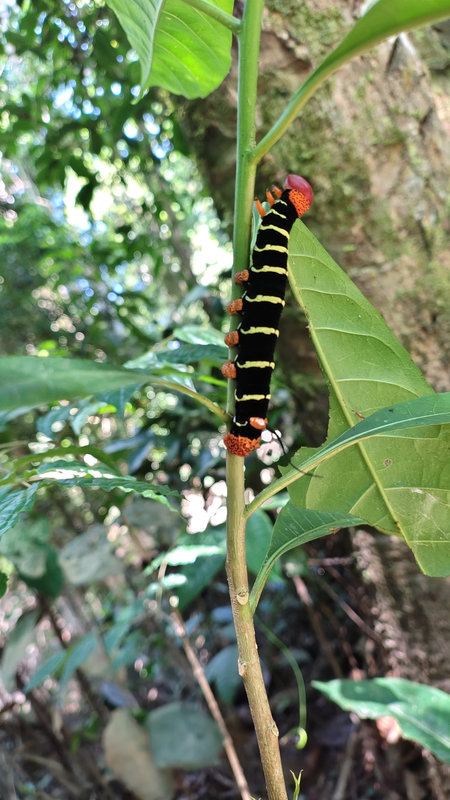 Ayaselva Ayahuasca Retreats 102