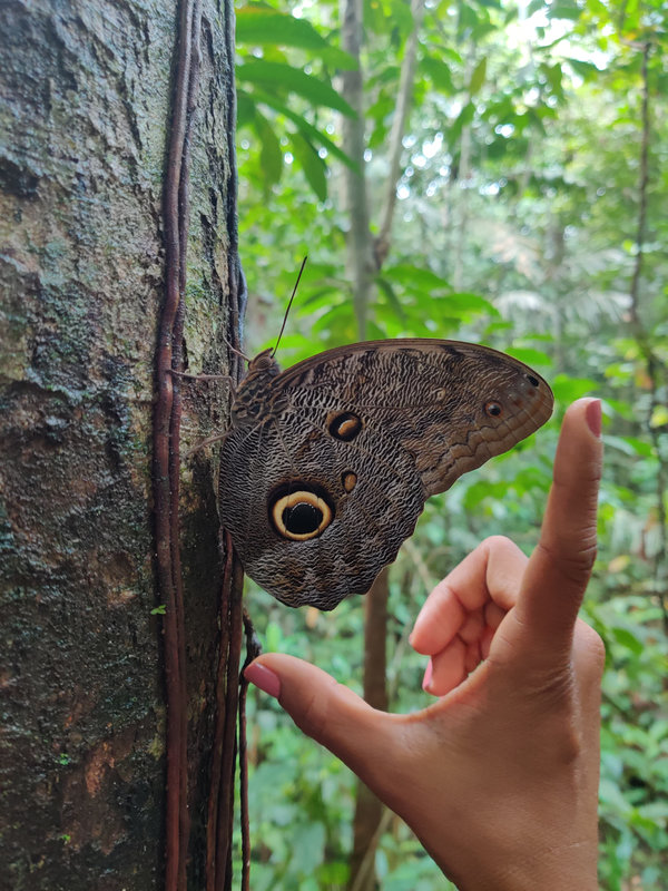 Ayaselva Ayahuasca Retreats 103