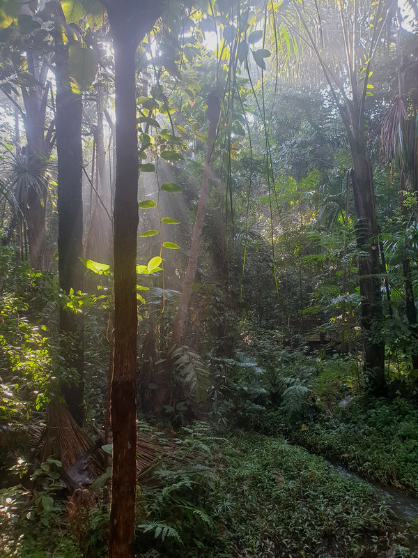Ayaselva Ayahuasca Retreats 105