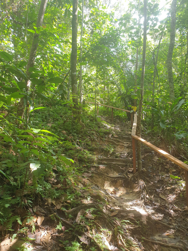 Ayaselva Ayahuasca Retreats 106