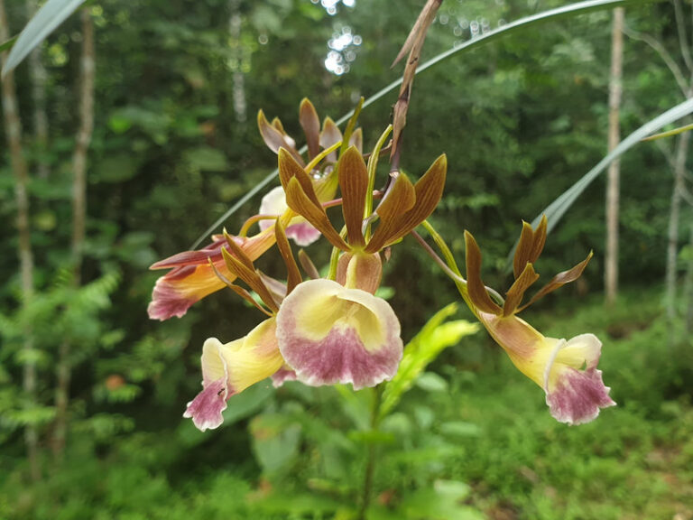 Ayaselva Ayahuasca Retreats 108 768x576