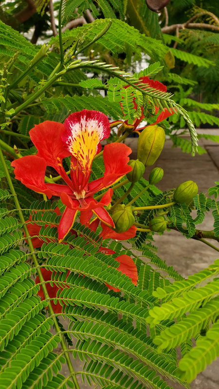 Ayaselva Ayahuasca Retreats 112
