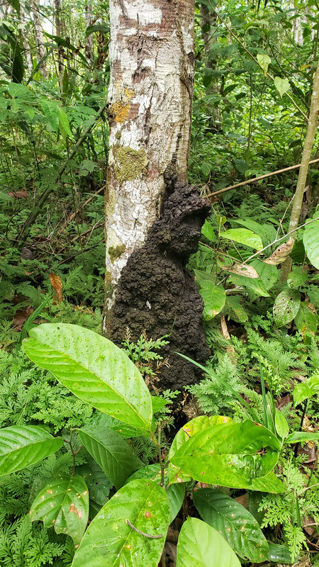 Ayaselva Ayahuasca Retreats 115