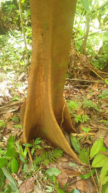 Ayaselva Ayahuasca Retreats 120