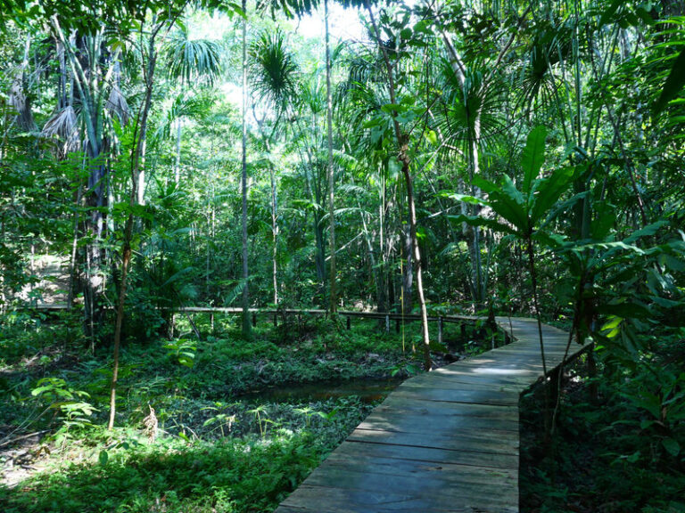 Ayaselva Ayahuasca Retreats 148 768x576