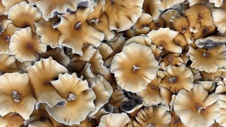 Mushroom 768x432
