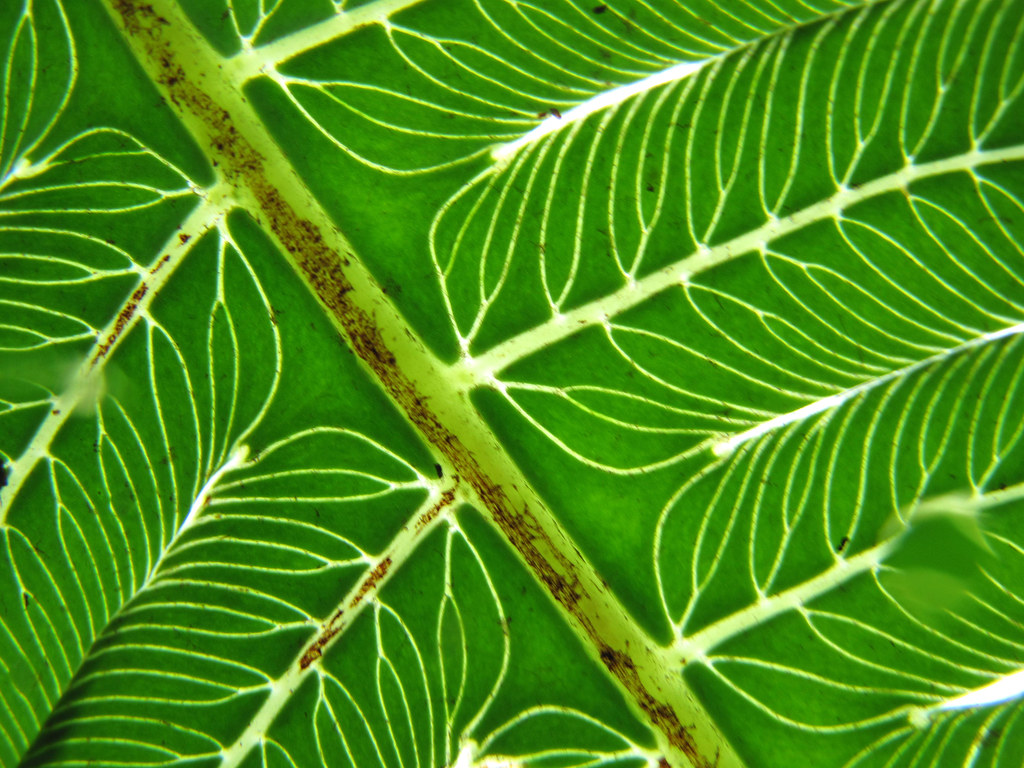 Close-up of a backlit fern-like leaf in the Costa Rican rainforest