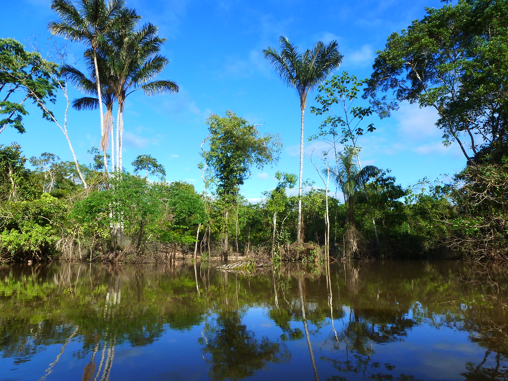 Palm trees and rainforest reflected in a calm stretch of river in the Peruvian Amazon