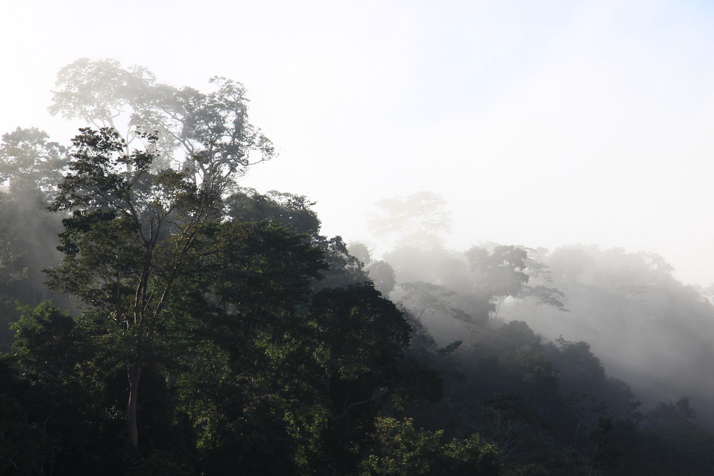 Morning mist drifting through tall rainforest trees