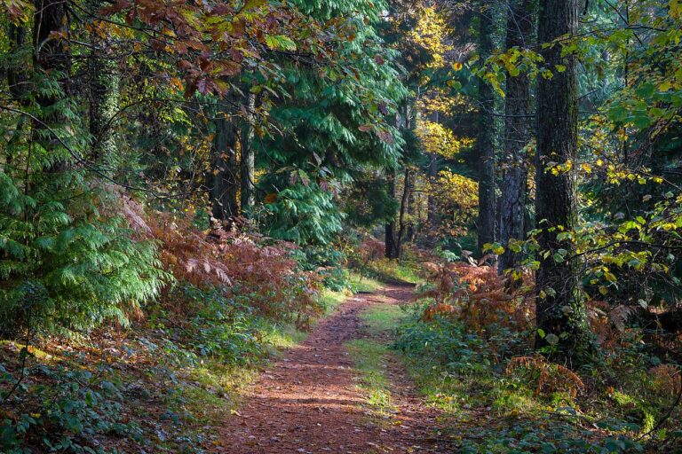 A sunlit path through an autumn woodland