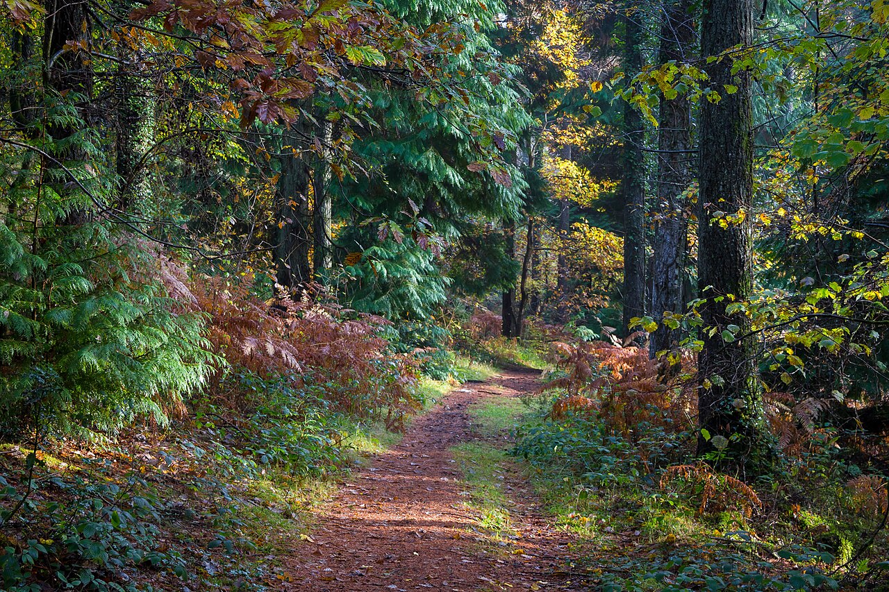 A sunlit path through an autumn woodland
