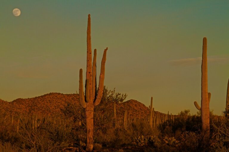 Saguaro cacti and desert hills in the Sonoran Desert at dusk, with the moon rising