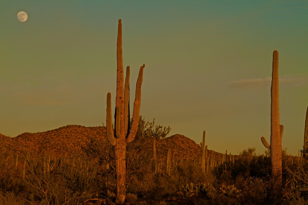 Saguaro cacti and desert hills in the Sonoran Desert at dusk, with the moon rising