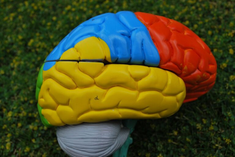 A colour-coded anatomical model of the human brain resting on grass