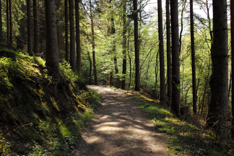 A path through a forest in the Ardennes