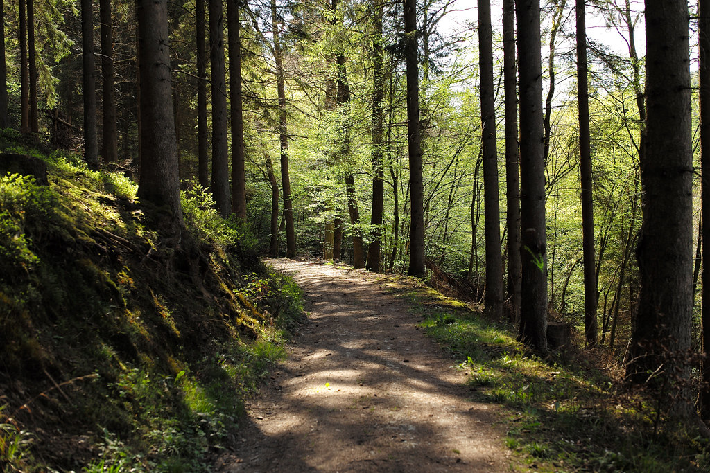 A path through a forest in the Ardennes