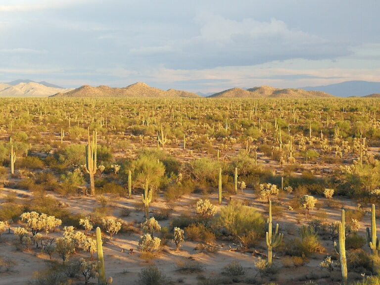 Saguaro cacti and desert scrub in the Sonoran Desert at sunset