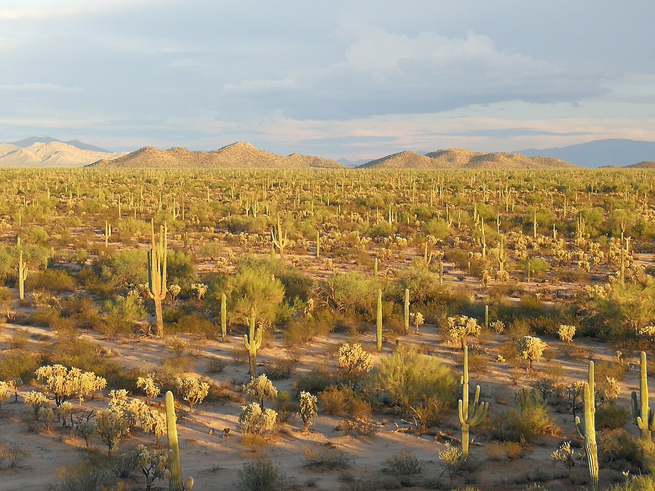 Saguaro cacti and desert scrub in the Sonoran Desert at sunset
