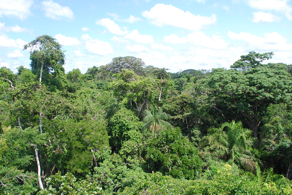 Rainforest canopy under a blue sky with scattered clouds