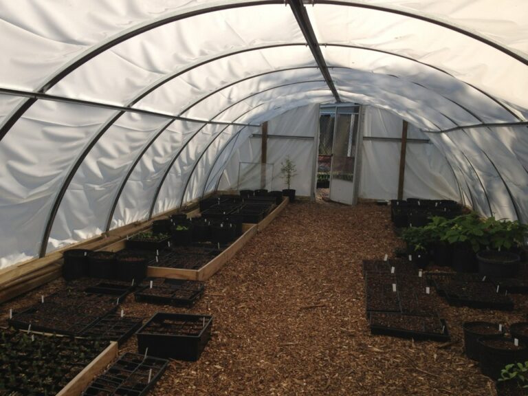 Rows of seedlings in trays inside a plastic-covered greenhouse nursery
