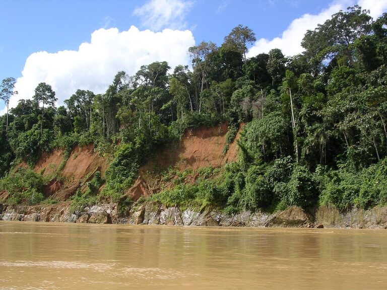 Rainforest along the bank of the Madre de Dios River in Peru