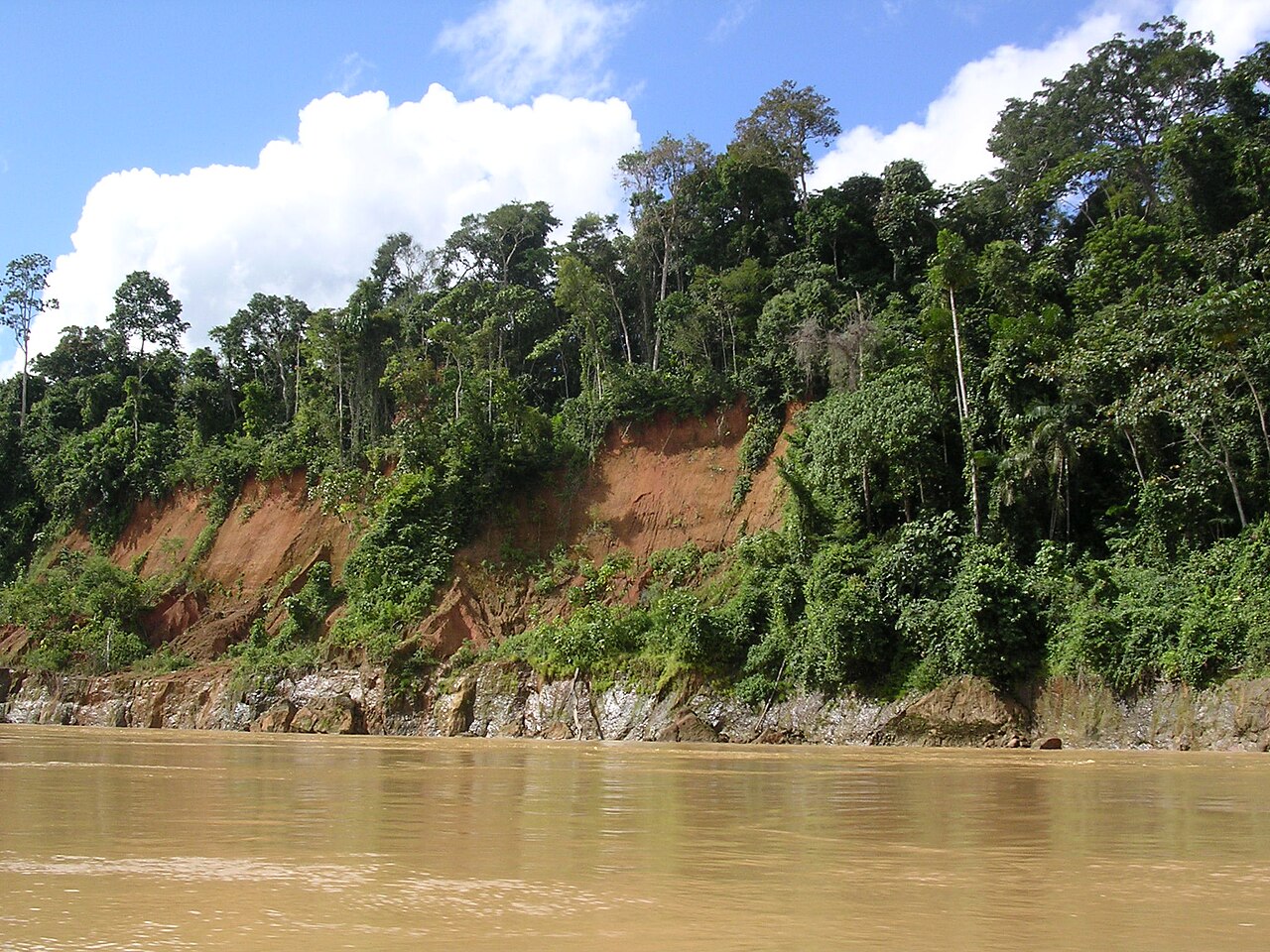 Rainforest along the bank of the Madre de Dios River in Peru