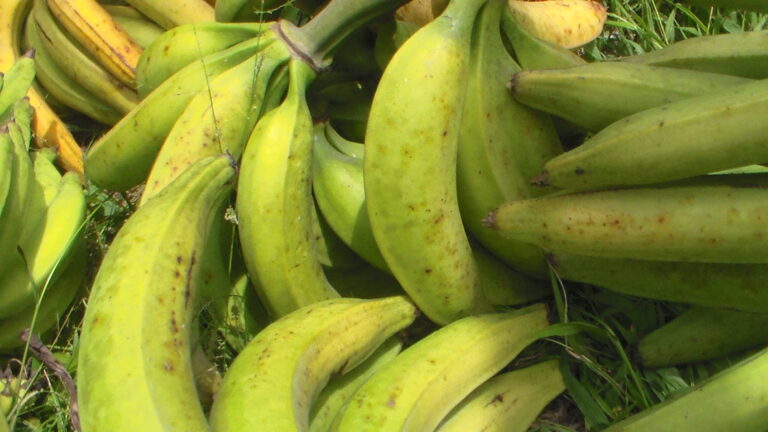 Bunches of green plantains lying on grass