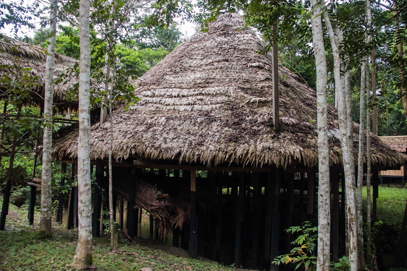 A round building with a thatched roof among trees in the Amazon rainforest