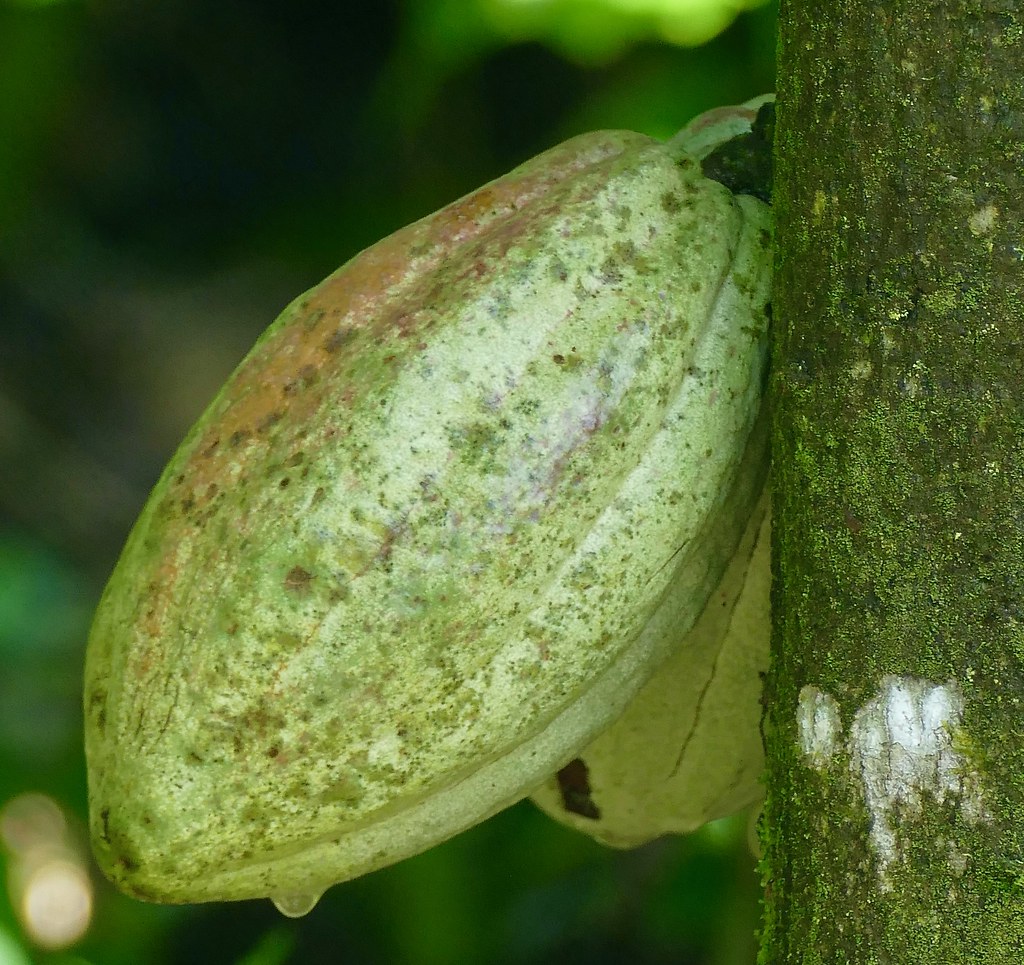 A green cacao pod growing on the trunk of a cacao tree