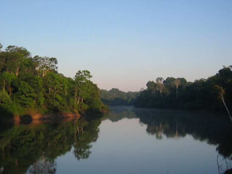 A still Amazon river at dawn, with rainforest reflected in the water