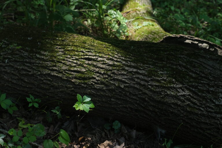 A moss-covered fallen log among small green plants on a shaded forest floor
