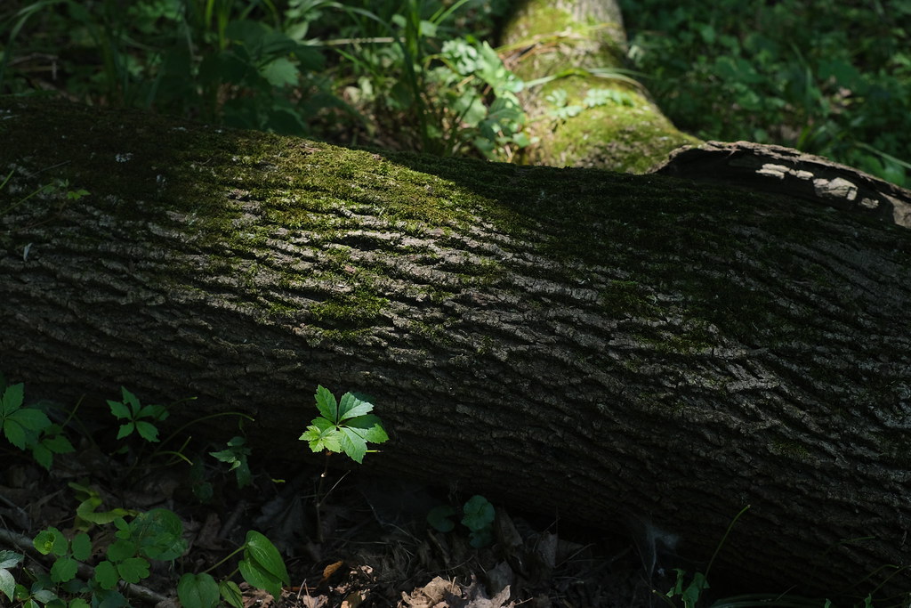 A moss-covered fallen log among small green plants on a shaded forest floor