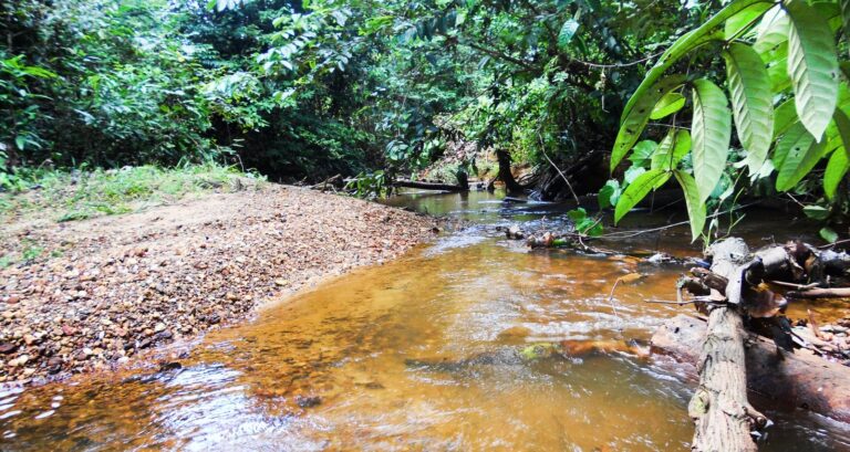 A shallow stream running through dense rainforest